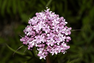 Valerian flowers in the meadow