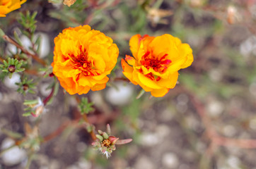 Colorful Purslane flowers in the garden. Orange moss rose, Portulaca, or Purslane background.