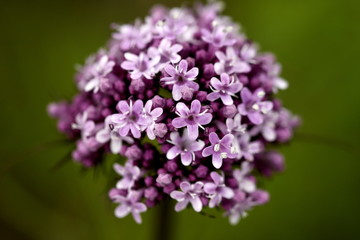 Valerian flowers in the meadow close-up