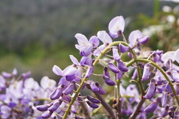 Wisteria in the Tuscan countryside, Italy