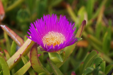 Obraz premium Sea Figs (Genus Carpobrotus) in the Tuscan countryside