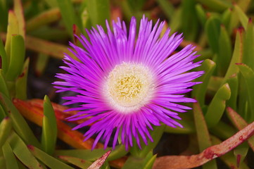 Obraz premium Sea Figs (Genus Carpobrotus) in the Tuscan countryside