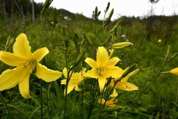 Fototapeta premium yellow day lilies bloomed in the meadow