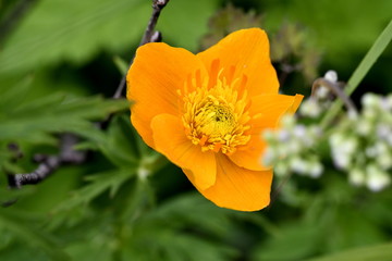 Fototapeta premium the globe-flower Asian closeup