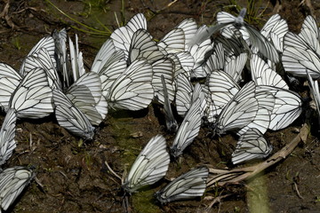 a group of hawthorn butterflies sitting on the ground