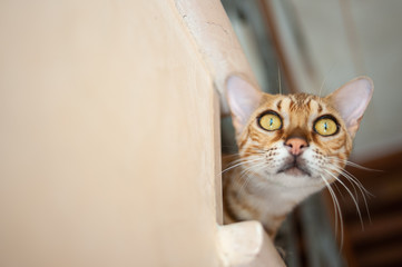 Close-up portrait of bengal cat looking down from staircase, indoor shot