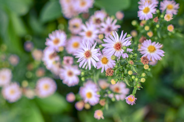 Autumn flowers with blue petals and yellow core on flower bed