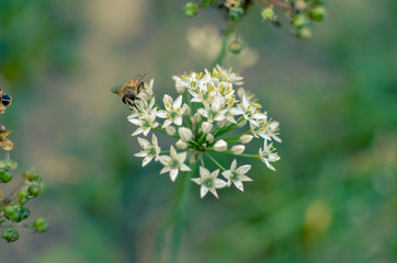 Small wild bee on flowering wild garlic allium ursinum