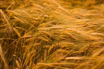 Barley Spikes close-up. Harvest time