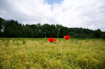 Mohn im Gerstenfeld in schöner Sommerlandschaft