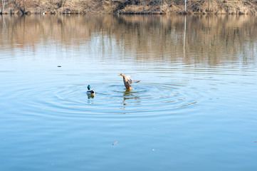 duck in water