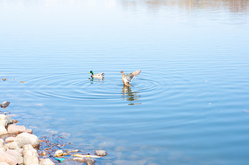 ducks on the lake