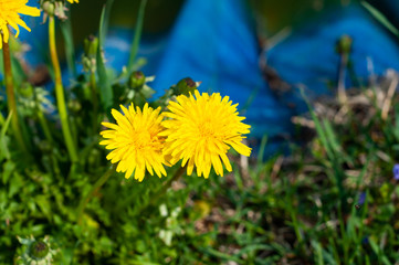 dandelion in the grass