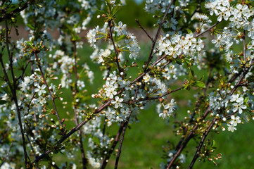 white flowers of cherry tree in spring