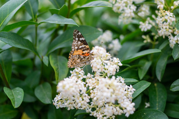 Butterflies sunglasses are thistle on the white inflorescences of the bush.
