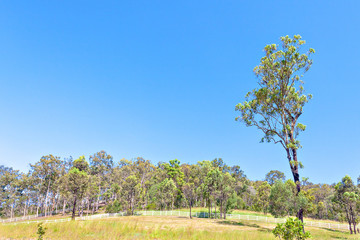 Huge rain forest with natural look and grass.