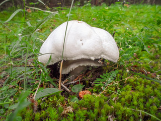 Russula delica - white fungi