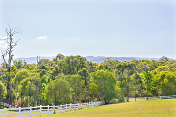 Fototapeta premium Natural forest under blue sky with trees.