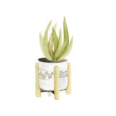 Watercolor isolated plant in a pot. Pot in ethnic style for interior.
