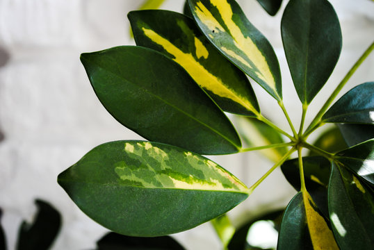 leaves decorative cheflers on a white brick wall background