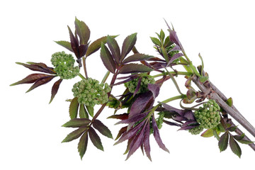 Spring April branches with red l eaves and buds of wild Bird Elder bush