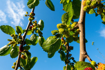 Fototapete bei efototapeten.de bestellen   