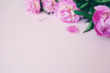 beautiful pink peony on pink backround. Floral composition