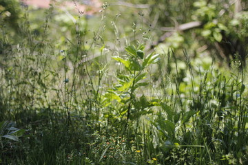 Vegetation in a forest