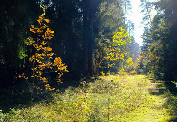 Fragment of an autumn sunny forest
