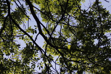 Vegetation in a forest