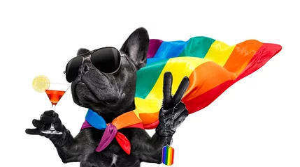 Selbstklebende Fototapete Lustiger Hund schwuler stolz hund