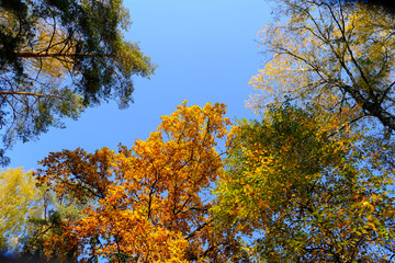 Crowns of autumn trees