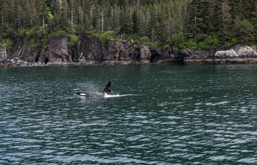 Fototapeta premium Orca Killer Whale