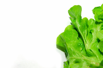 Green oak lettuce