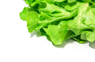 Green oak lettuce