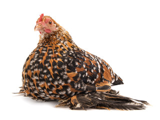 chicken  hen Milfleur isolated