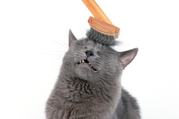 gray cat combed wool brush on the head