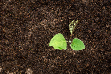Young eggplant growing in spring garden