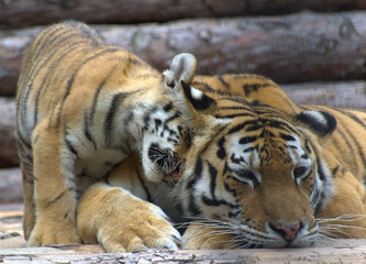  A beautiful tigress and a small tiger cub lie on the logs and play
