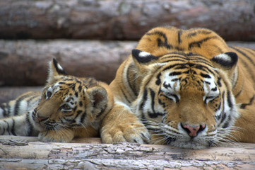  A beautiful tigress is sleeping and a small tiger cub lies next to the logs