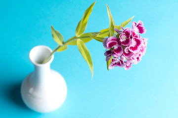 Fototapeta na wymiar Purple flower in a white ceramic vase on blue background.