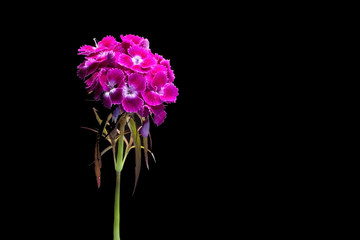 Purple / pink flowers in the dark. Flowers in darkness.