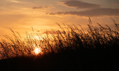 Sonnenuntergang hinter einem Weizenfeld