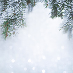 Nature Winter background with snowy pine tree branches
