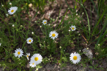 Meadow with green grass and white daisy flowers 