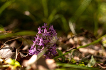 Dactylorhiza iberica wild crimean flower. Crimea Ukraine 2019