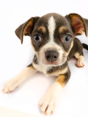 Chihuahua puppy dog isolated on white background