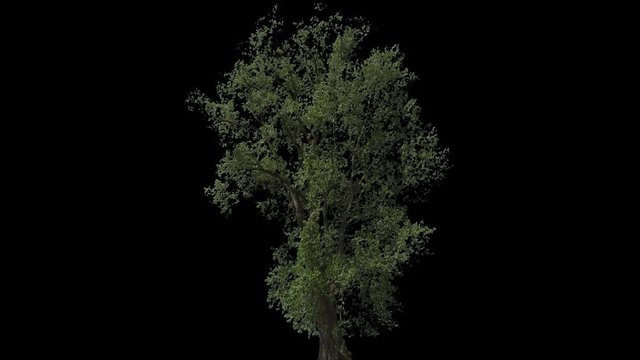 Black Poplar Tree (Populus nigra) isolated on black background with alpha channel - Apple ProRes 4444 with Alpha channel, 10bit high quality footage
