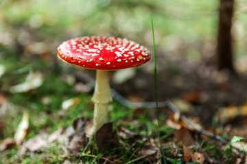 Toxic and hallucinogen mushroom Fly Agaric in grass on autumn forest background. Red poisonous Amanita Muscaria fungus macro close up in natural environment. Inspirational natural fall landscape