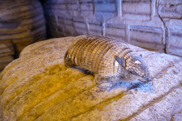 artifacts made by salt in Salar de Uyuni, Bolivia